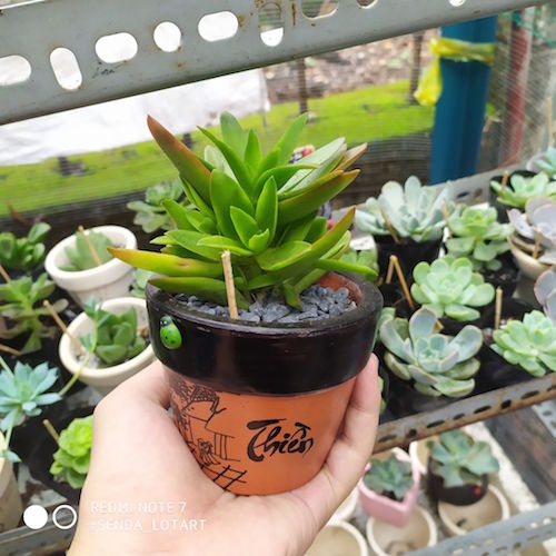 Chậu vẽ và tiểu cảnh